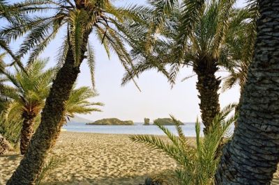 Palm Crete